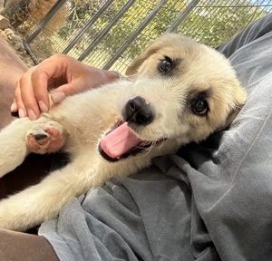 Manfred, geb. ca. 06 2025, lebt in GRIECHENLAND, auf einer privaten Pflegestelle Bild 3