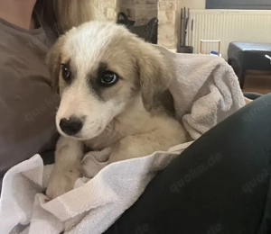 Manfred, geb. ca. 06 2025, lebt in GRIECHENLAND, auf einer privaten Pflegestelle Bild 4