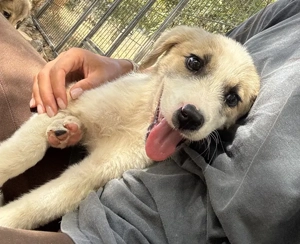 Manfred, geb. ca. 06 2025, lebt in GRIECHENLAND, auf einer privaten Pflegestelle Bild 9