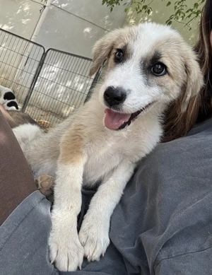 Manfred, geb. ca. 06 2025, lebt in GRIECHENLAND, auf einer privaten Pflegestelle Bild 8