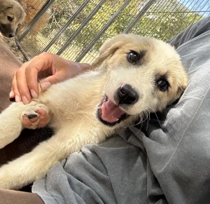 Manfred, geb. ca. 06 2025, lebt in GRIECHENLAND, auf einer privaten Pflegestelle Bild 5