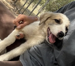 Manfred, geb. ca. 06 2025, lebt in GRIECHENLAND, auf einer privaten Pflegestelle Bild 7