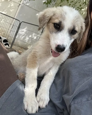 Manfred, geb. ca. 06 2025, lebt in GRIECHENLAND, auf einer privaten Pflegestelle Bild 6