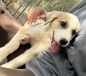 Manfred, geb. ca. 06 2025, lebt in GRIECHENLAND, auf einer privaten Pflegestelle Bild 10