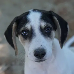 Hellin, geb. ca. 06 2025, lebt in GRIECHENLAND, auf einer privaten Pflegestelle