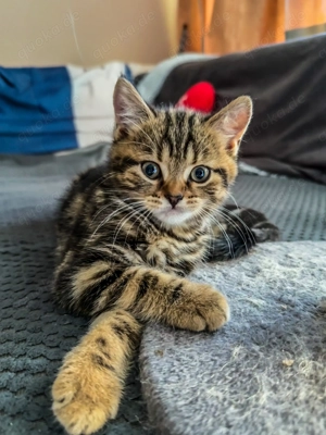 Reinrassiges Junge BKH-Kätzchen sucht ein liebevolles Zuhause