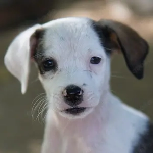  Elin, geb. ca. 07 2025, lebt in GRIECHENLAND, auf einer privaten Pflegestelle