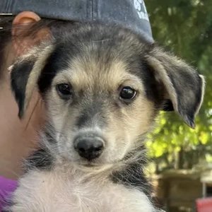 Thierry, geb. ca. 06 2025, lebt in GRIECHENLAND, auf einer privaten Pflegestelle 