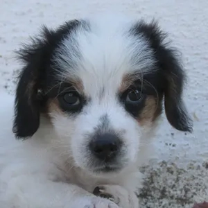 Jojo, geb. ca. 06 2025, lebt in GRIECHENLAND, auf einer privaten Pflegestelle 