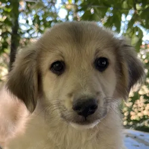 Sage, geb. ca. 05 2025, lebt in GRIECHENLAND, auf einer privaten Pflegestelle