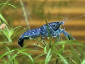 Cambarellus diminutus (1 2,5 cm) Mini-Krebse blau Zwergflusskrebs