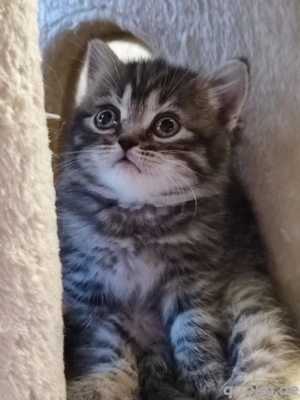 britisch reinrassige Kitten abholbereit bkh getigert  Blau Augen grau