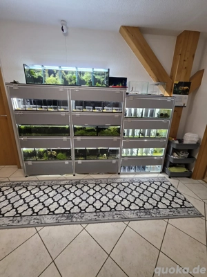 Aquarium terrarium gecko fisch garnelen