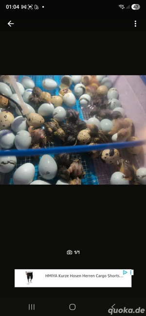 wachtel tageskücken celadon 