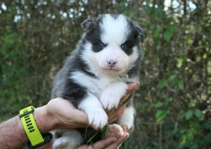 Pomsky-Welpen