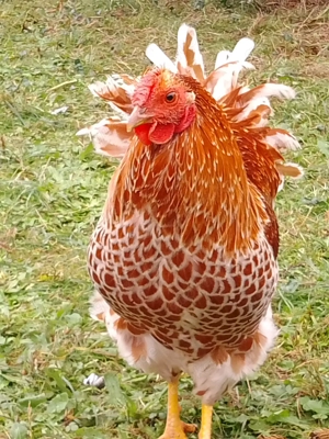 Reinrassiger Wyandotten Junghahn 