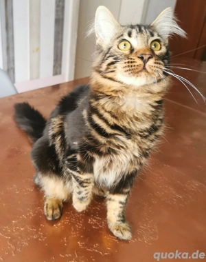 Süsse verschmuste Samtpfoten