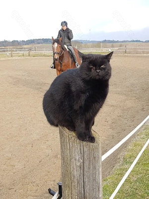 Große helle Innenboxen (4x4m) ab sofort frei Bild 5