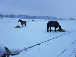 Große helle Innenboxen (4x4m) ab sofort frei Bild 4
