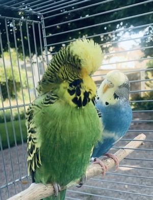 4 Wellensittiche, inkl. Käfig, und viel Zubehör