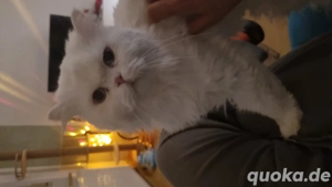 Kater zur Paarung angeboten