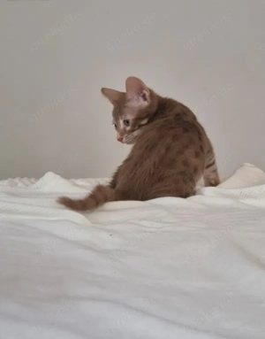 Savannah F6 LOOF Kätzchen