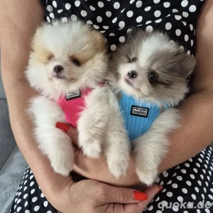 reinrassige zwergspitz boo geboren 11.05.25 