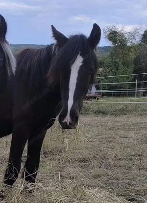 Wunderschöner Smoky Black Irish Cob