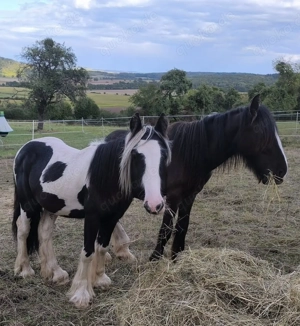 Wunderschöner Smoky Black Irish Cob Bild 3