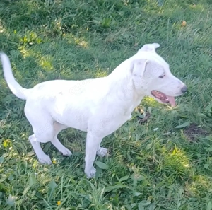 Mimmo, 1 Jahr, a.d.Tierschutz, sucht Happy-Home  Bild 6