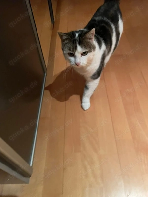 Polly Einzelprinzessin möchte ein Zuhause # Tierschutz 