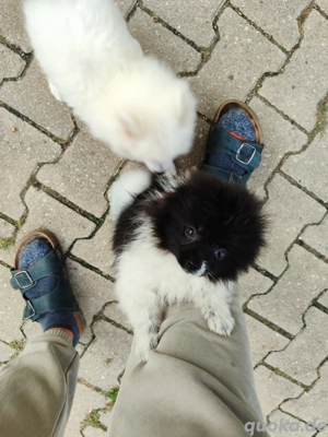 Zwergspitz Welpe Hündin 