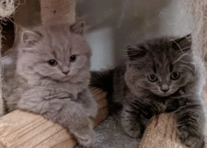 BKH kitten  Mädchen