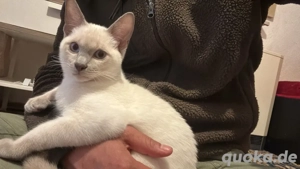  Ein sehr liebes Siamkätzchen