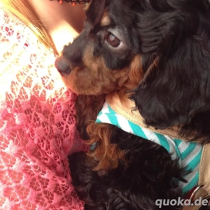 Deckrüden Kleinpudel Black and Tan