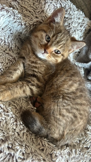 Britisch Kurzhaar Kitten