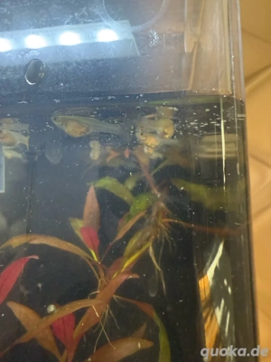 Guppy zu verkaufen 