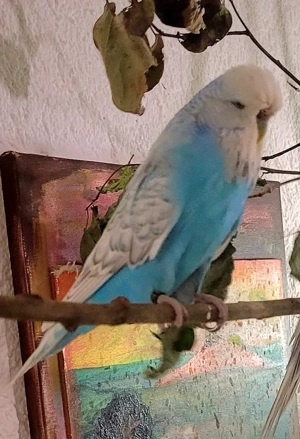 Wellensittich Standard weiblich 1.5 Jahr alt kerngesund