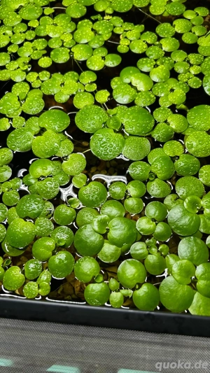 Kleiner Froschbiss, Limnobium laevigatum schwimmpflanze Wasserpflanze
