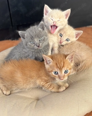 Unsere fünf wunderschönen BKH Kitten suchen liebevolles Zuhause