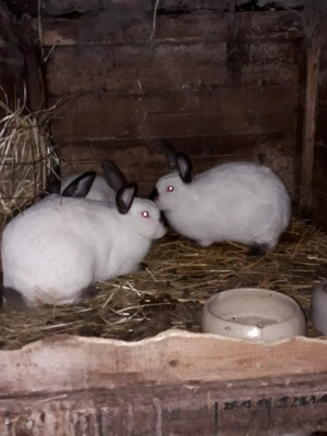 Kalifornierkaninchen  abzugeben 