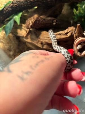 Kornnatter Anerythristic NZ 2025