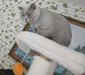 BKH Deckkater Bild 3