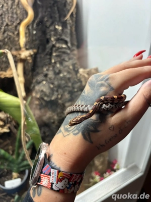 Kornnatter Wildfarben het Anery NZ 2025