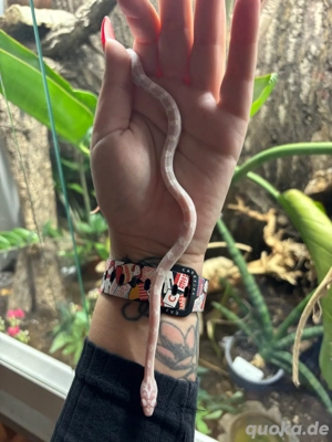 Kornnatter Snow NZ 2025