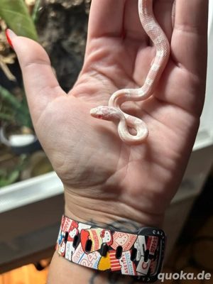 Kornnatter Snow NZ 2025