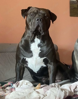 Rüde zum Decken angeboten