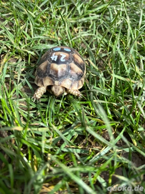 Breitrand Schildkröte