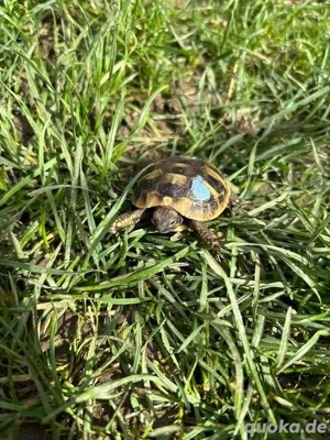 Griechische Landschildkröte