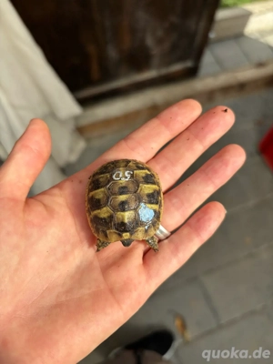 Griechische Landschildkröte Bild 3